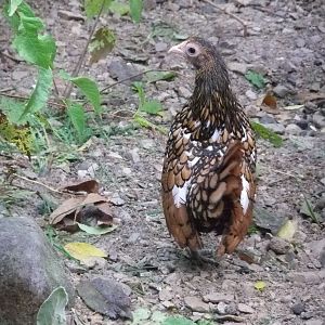 Tringle-Gold/Silver Sebright Hen