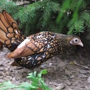 Tringle-Female Gold/Silver Sebright Hen