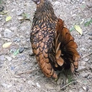 Tabura-Female Gold Sebright Hen