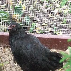 Raven-Black Ameraucana Hen