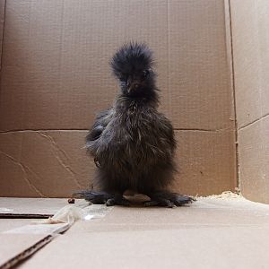 Junty-Black/White Male Silkie Teenager