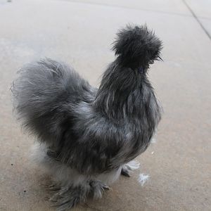 4 month blue boy (BP)