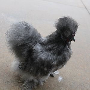 4 month blue boy (BP)