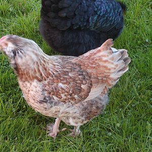 Clemence at 17 and 1/2 weeks