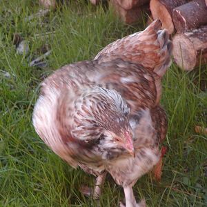 Clemence at 17 and 1/2 weeks