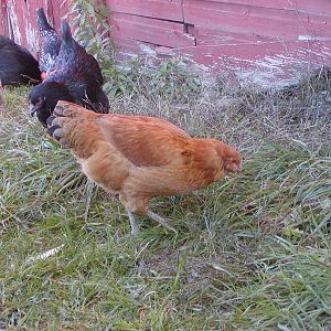 Andromeda at 17 and 1/2 weeks