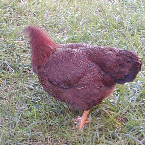 Dee at 17 and 1/2 weeks