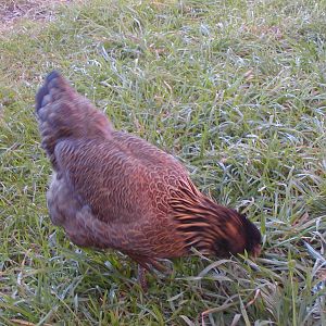 Persephone at 17 and 1/2 weeks