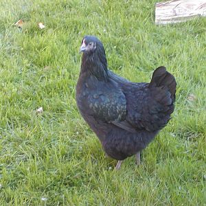 Zorra at 17 and 1/2 weeks