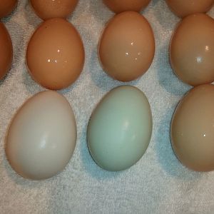 Our first colored egg.  Americana chickens going through serious molt..