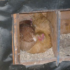 sharing a box
