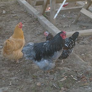 This is my Blue Wynadotte .He does a good job of protecting the hens.He does keep the Buff Rooster straight.