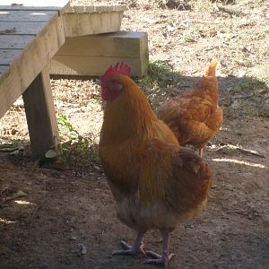 This is my Buff Orpington Rooster that was suppose to be a pullet.My Blue Wynadotte keeps him in line