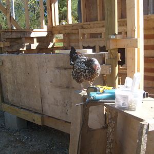 Speckled Sussex checking out checking out the tools