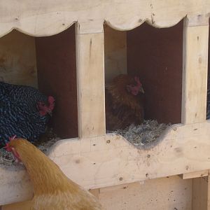 I have another nest box like this one to put in when I extend out.They argue on who is going to use the nest boxes.I have a box in the other coop and they use that one too.The buff is squalking at the Barred Rock to get out of the box.
