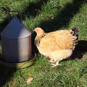 buffs having a drink. 21 weeks old almost ready to lay. Shes at the bottom of the pecking order.