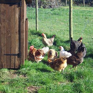 Everyone is very interested in my new house. It is for some brahmas next spring