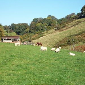 fat lambs