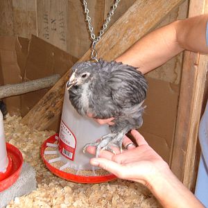 5 weeks. The runt hoping pullet but not sure.  on the left above pic.