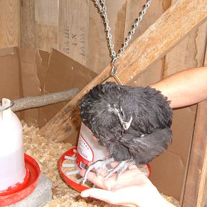 5 weeks.  pullet one on left in above pic.