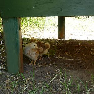 The girls int heir new home