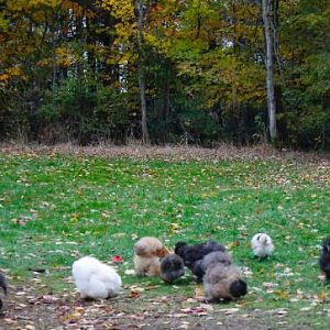 Silkies Free Ranging
