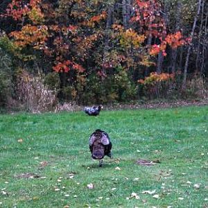 Wild Turkey hen ranging