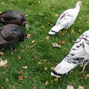 Our turkeys