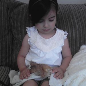 My daughter petting Foxface, our Rhode Island Red.