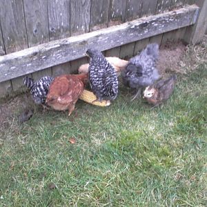 My Hunger Hens eating corn on the cob.  We pick up chicken scraps from a farm every week.