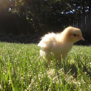 Effie, a Buff Orpington.  She's a nervous nelly.