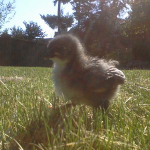 Rue, a Blue Wyandotte.  She's such a gentle one.  Her beak is slightly deformed, but it doesn't bother her or us one bit.