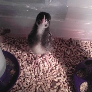 When I peek into the brooder, Katniss looks up at me, and then flies up to perch.  If I'm close enough, she'll fly up to my shoulder, and poop on me.