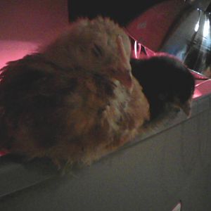 Look at these odd looking girls.