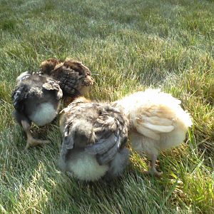 Love the tushies full or fluff.