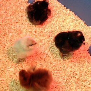 Marie and Rosie have been zipping around like crazy, Ruth is tentatively exploring, and Ada just wants to be left alone so she can sleep.