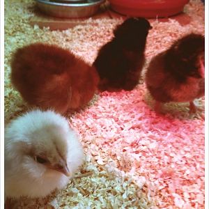 Our first flock: Marie Curie(EE), Rosalind Franklin(RIR), Ruth Benedict(Silver Cuckoo Marans), and Ada Lovelace(Silver-Laced Wyandotte).