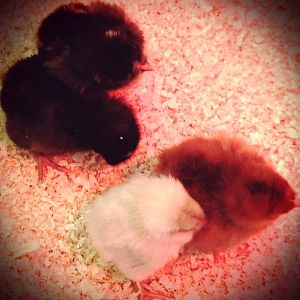 Poor dears were chilled from their journey and huddled together for warmth in the brooder at first.