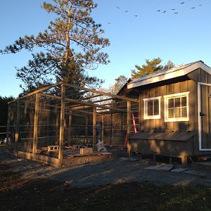 this has been a long, long project and I've built it all by myself, no plans, just found some photos on the internet and thought how hard could it be to build an 8 x 6 building.  Wow did I learn a lot.
The metal roof panels will arrive this week and I hope I have some help with them as they are 15'6" long.
Yeah, finally the chickens will be here, this weekend.
Three Black Marans, Three Copper Marans and Two EE :)