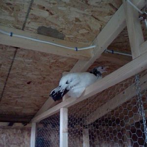 My Lakenvelder (Zelda) likes to be up high so she can see everything!
