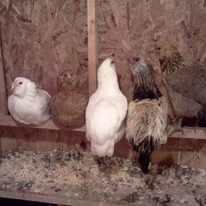 Mario (2nd from the right) and his girls (again)