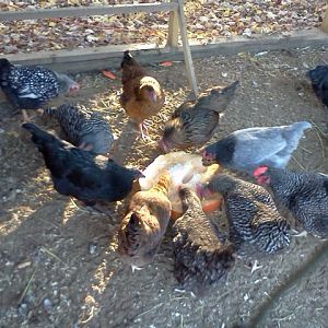 What a treat! They LOVE pumpkin!