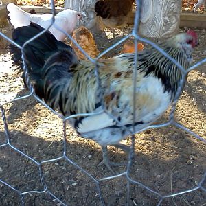 Mario my Araucana Roo