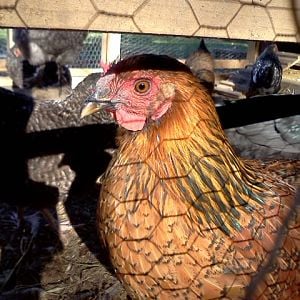 what a beauty! Amber my Gold Laced Wyandotte