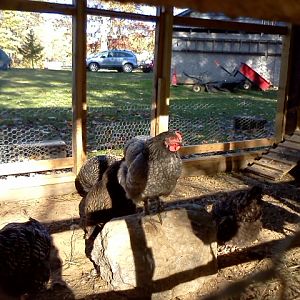 Laverne my Blue Cochin