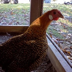 Goldie (Golden Pencled Hamburg)
