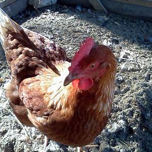 Mertle (Golden Commet)