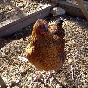Amber (Golden laced Wyandotte)