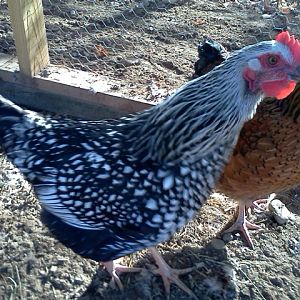 Oreo (Silver laced Wyandotte)