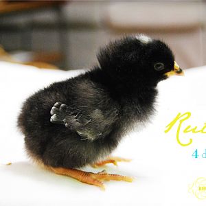 Ruth is the most resistant to being picked up and held.